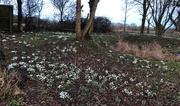 4th Feb 2024 - Snowdrops