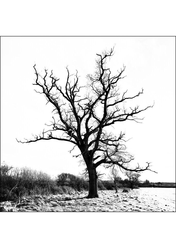 Ash Tree - High Key Edit by tonus