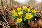 3rd Feb 2024 - The Vyne Aconites in full bloom