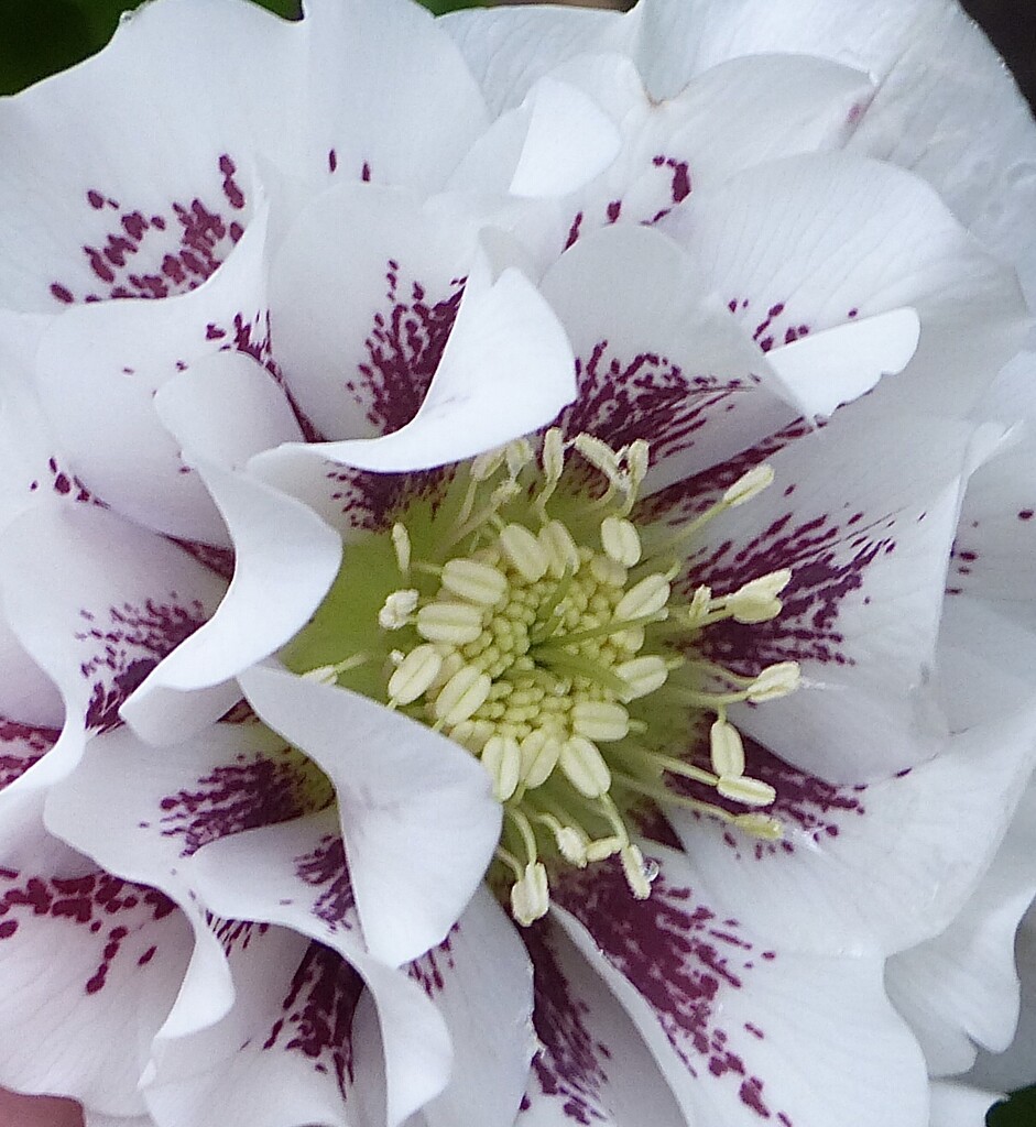 Hellebore Close-Up by susiemc