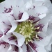 Hellebore Close-Up by susiemc