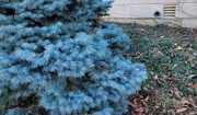 3rd Feb 2024 - Blue bush