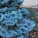 Blue bush by scoobylou
