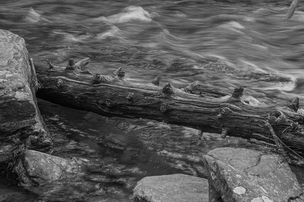 Fallen Tree on Water's Creek by k9photo