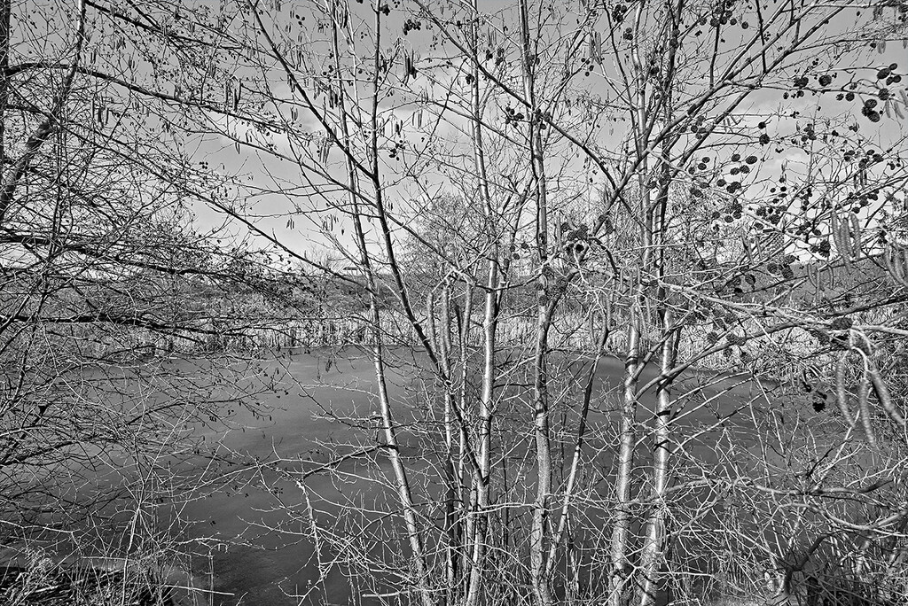 Alder Branches By the Pond by gardencat