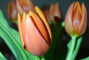 3rd Feb 2024 - Tulips