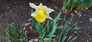 4th Feb 2024 - First daffodil of the year