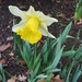 First daffodil of the year by jub6