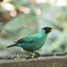 Blue-tinged Green Honeycreeper, Costa Rica by redy4et