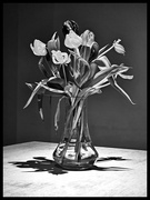 4th Feb 2024 - Faded tulips