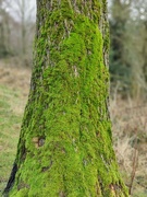 5th Jan 2024 - Mossy tree