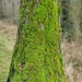 Mossy tree by roachling