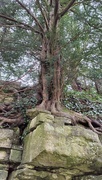 4th Feb 2024 - Tree on a Rock