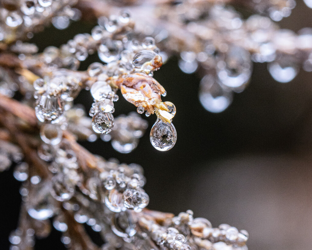 dewdrops by aecasey