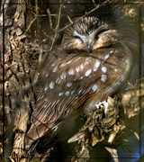 4th Feb 2024 - Northern Saw-Whet Owl