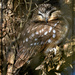 Northern Saw-Whet Owl by bluemoon