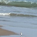Big waves little bird by colleennoe