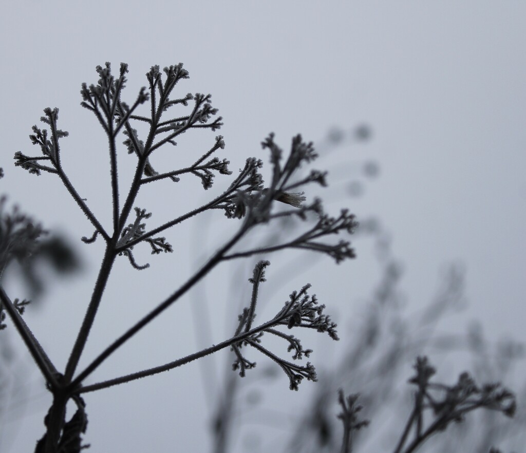 Frosty plants by mltrotter