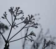 4th Feb 2024 - Frosty plants