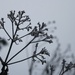Frosty plants by mltrotter
