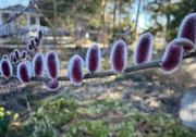 4th Feb 2024 - i’ve never seen pussy willows like this before