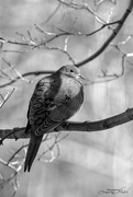 3rd Feb 2024 - Mourning Dove