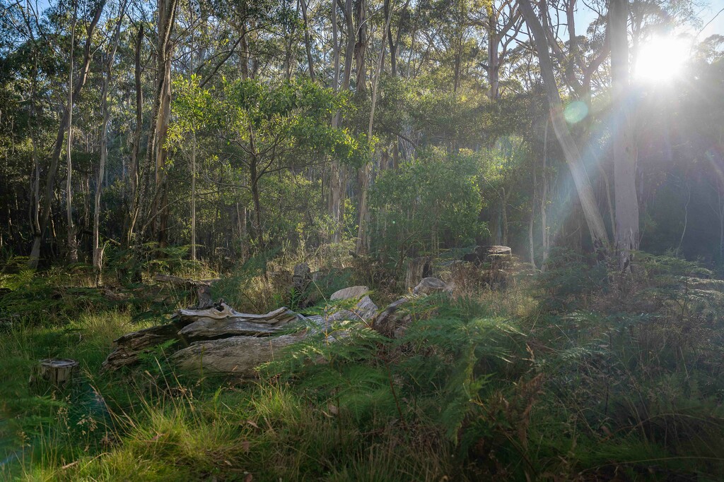 Bushland scene by pusspup