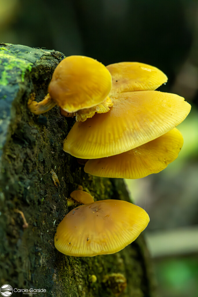 Fungi by yorkshirekiwi
