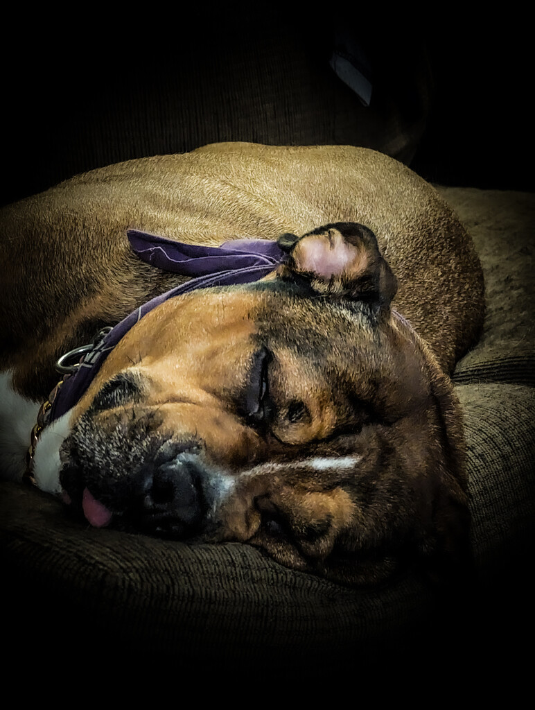 Lola sleeping  by quasi_virtuoso