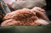 3rd Feb 2024 - ‘Cushion Cat’