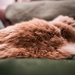 ‘Cushion Cat’ by gavj