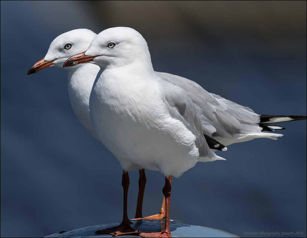 A study of Seagulls  by mortmanphotography