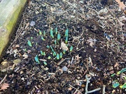4th Feb 2024 - Daffodils 