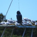 An owl statue on the launch cabin roof , it is supposed to stop birds but clearly it’s not !