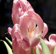 31st Jan 2024 - Tulips