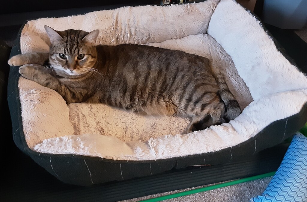 Holly in her cosy cat bed. by grace55