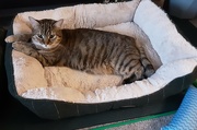 5th Feb 2024 - Holly in her cosy cat bed.