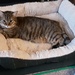 Holly in her cosy cat bed. by grace55