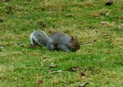 5th Feb 2024 - Squirrel