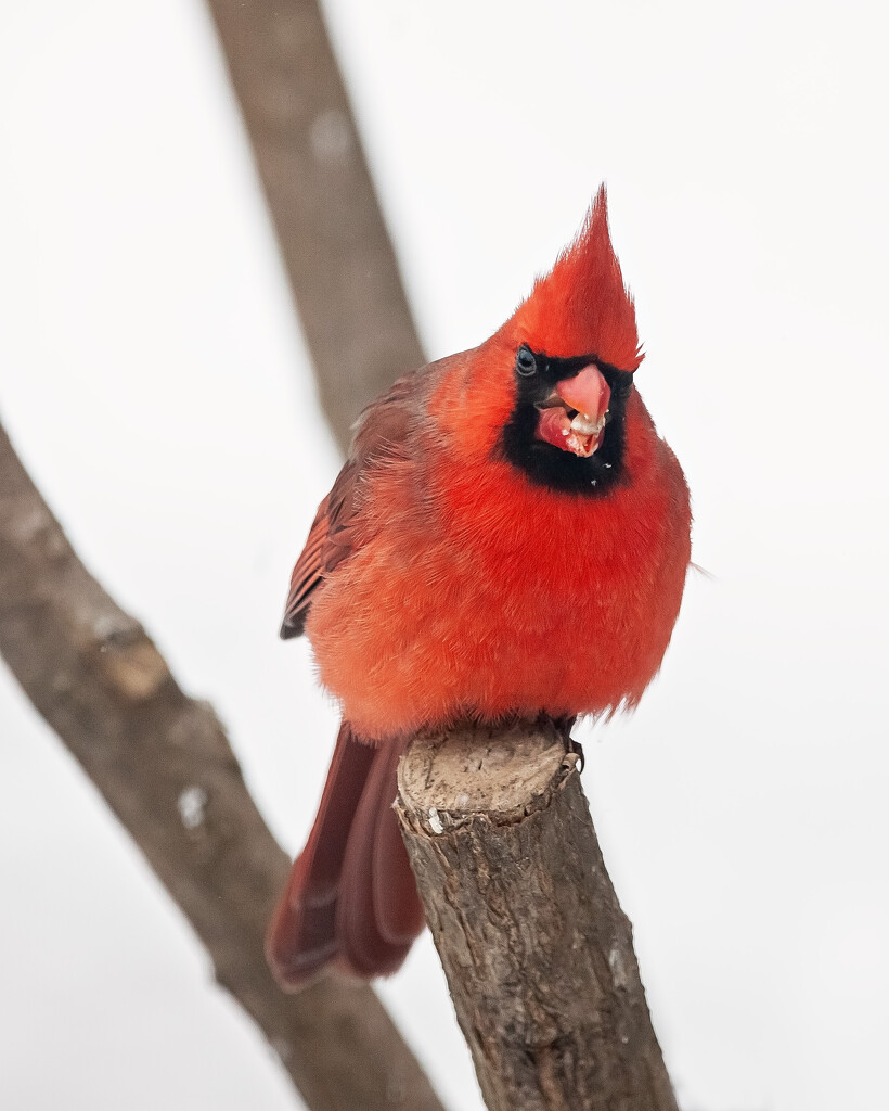 Cardinal by bobbic