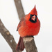 Cardinal by bobbic