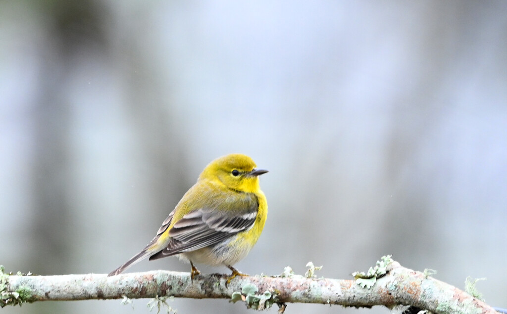 This Pine Warbler Has Questions by peachfront