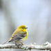 This Pine Warbler Has Questions by peachfront