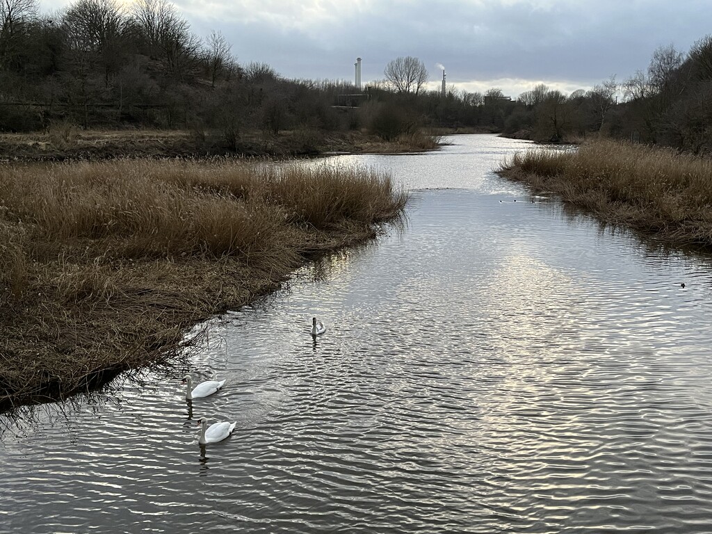 Swans on the river by helenawall