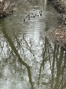 5th Feb 2024 - Ducks on the creek. 