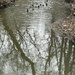 Ducks on the creek.  by dolores