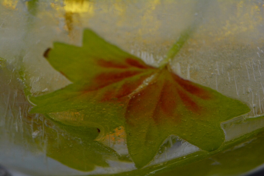 Leaves frozen....... by ziggy77
