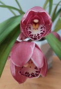 5th Feb 2024 - Orchid flowers opening