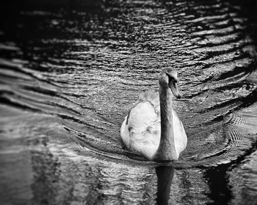 Swan, gliding by anncooke76
