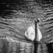 Swan, gliding by anncooke76